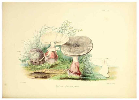 Reproducción/Reproduction 8618307259: Illustrations of British mycology,. London,Reeve, Benham and Reeve,1847-55.