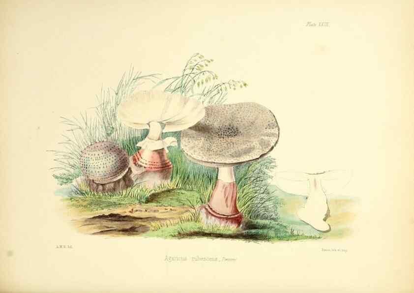 Reproducción/Reproduction 8618307259: Illustrations of British mycology,. London,Reeve, Benham and Reeve,1847-55.