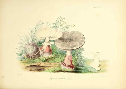 Reproducción/Reproduction 8618307259: Illustrations of British mycology,. London,Reeve, Benham and Reeve,1847-55.