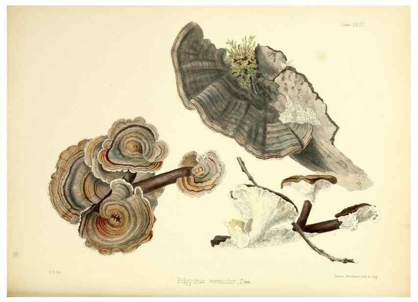 Reproducción/Reproduction 8618307533: Illustrations of British mycology,. London,Reeve, Benham and Reeve,1847-55.