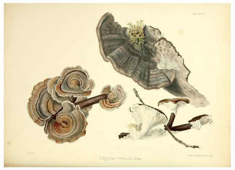 Reproducción/Reproduction 8618307533: Illustrations of British mycology,. London,Reeve, Benham and Reeve,1847-55.
