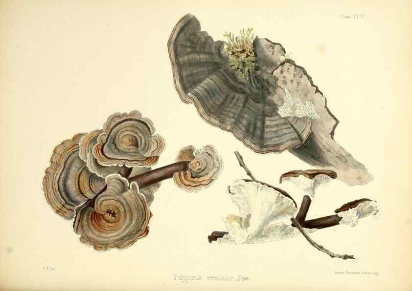 Reproducción/Reproduction 8618307533: Illustrations of British mycology,. London,Reeve, Benham and Reeve,1847-55.