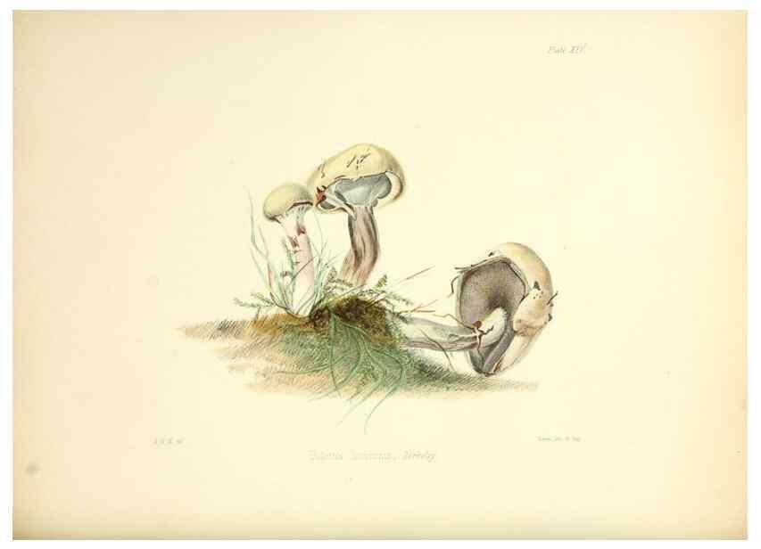 Reproducción/Reproduction 8618307825: Illustrations of British mycology,. London,Reeve, Benham and Reeve,1847-55.