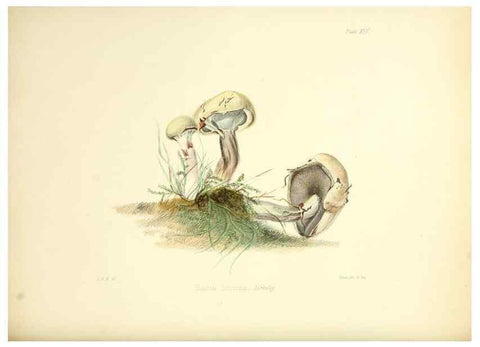Reproducción/Reproduction 8618307825: Illustrations of British mycology,. London,Reeve, Benham and Reeve,1847-55.