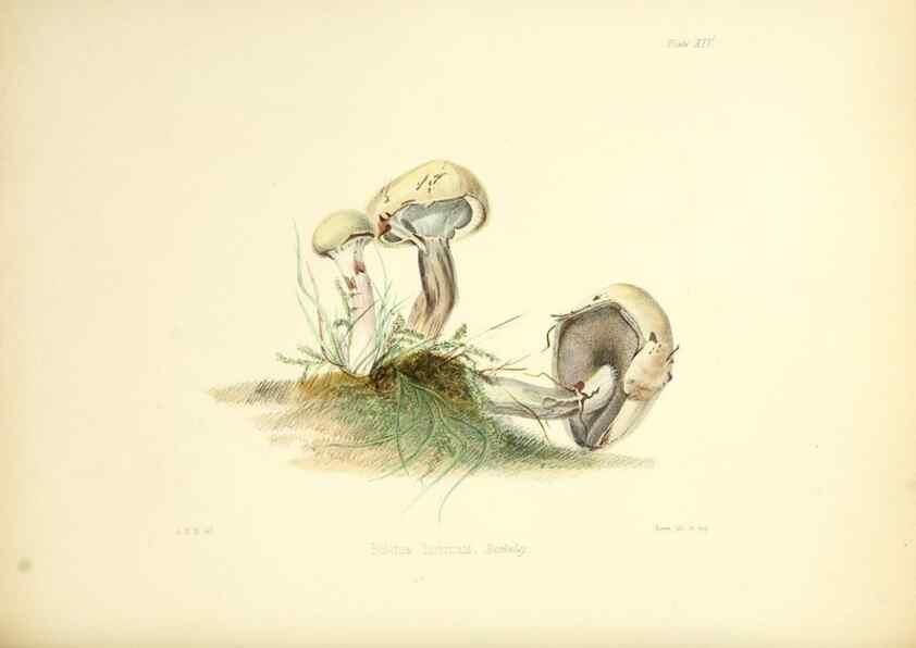 Reproducción/Reproduction 8618307825: Illustrations of British mycology,. London,Reeve, Benham and Reeve,1847-55.