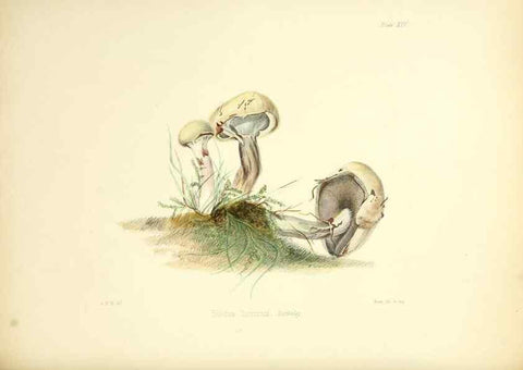 Reproducción/Reproduction 8618307825: Illustrations of British mycology,. London,Reeve, Benham and Reeve,1847-55.