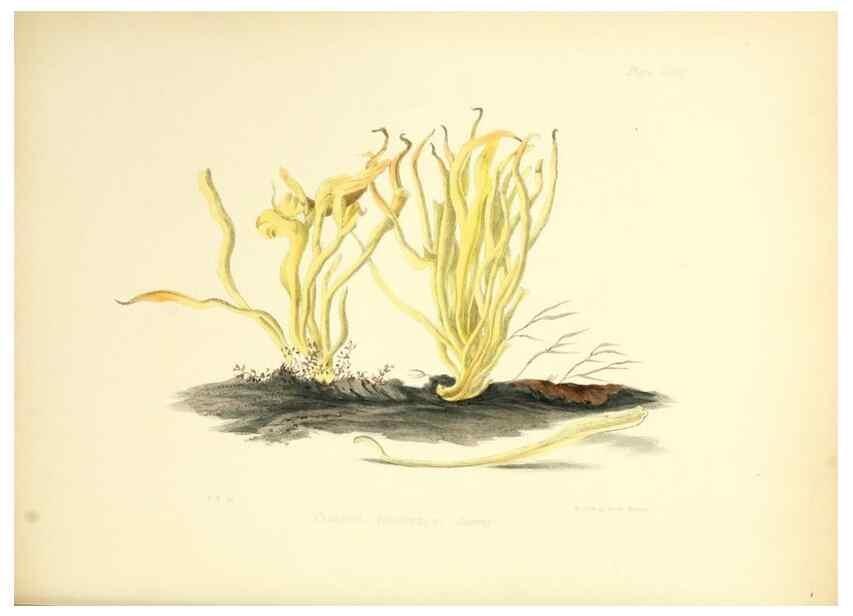 Reproducción/Reproduction 8618304911: Illustrations of British mycology,. London,Reeve, Benham and Reeve,1847-55.