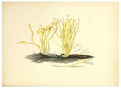 Reproducción/Reproduction 8618304911: Illustrations of British mycology,. London,Reeve, Benham and Reeve,1847-55.