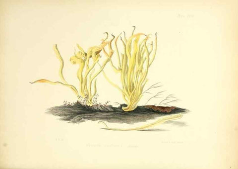 Reproducción/Reproduction 8618304911: Illustrations of British mycology,. London,Reeve, Benham and Reeve,1847-55.