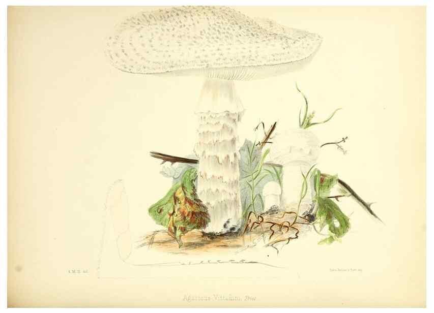 Reproducción/Reproduction 8618325949: Illustrations of British mycology,. London,Reeve, Benham and Reeve,1847-55.