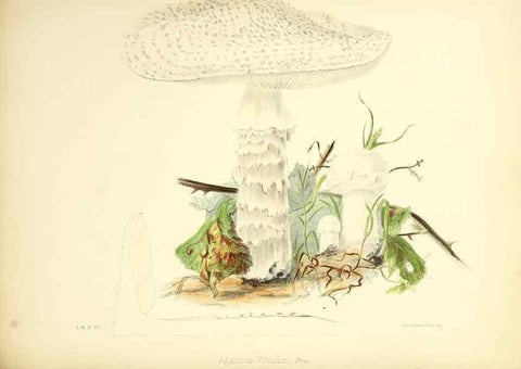 Reproducción/Reproduction 8618325949: Illustrations of British mycology,. London,Reeve, Benham and Reeve,1847-55.
