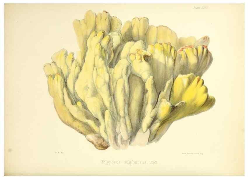 Reproducción/Reproduction 8619421228: Illustrations of British mycology,. London,Reeve, Benham and Reeve,1847-55.
