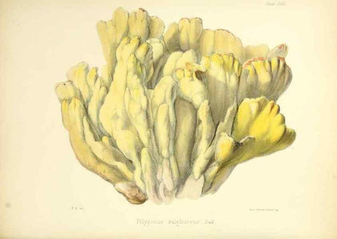 Reproducción/Reproduction 8619421228: Illustrations of British mycology,. London,Reeve, Benham and Reeve,1847-55.