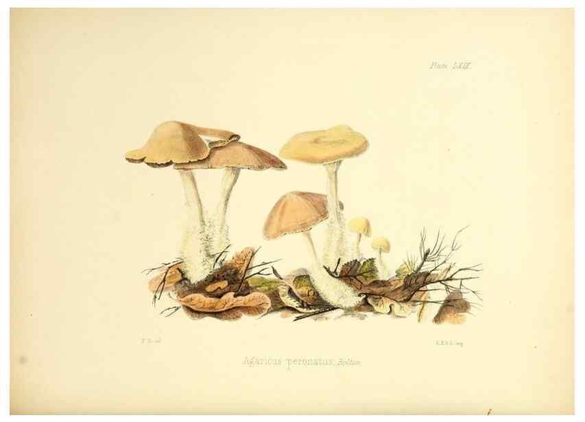 Reproducción/Reproduction 8618321113: Illustrations of British mycology,. London,Reeve, Benham and Reeve,1847-55.