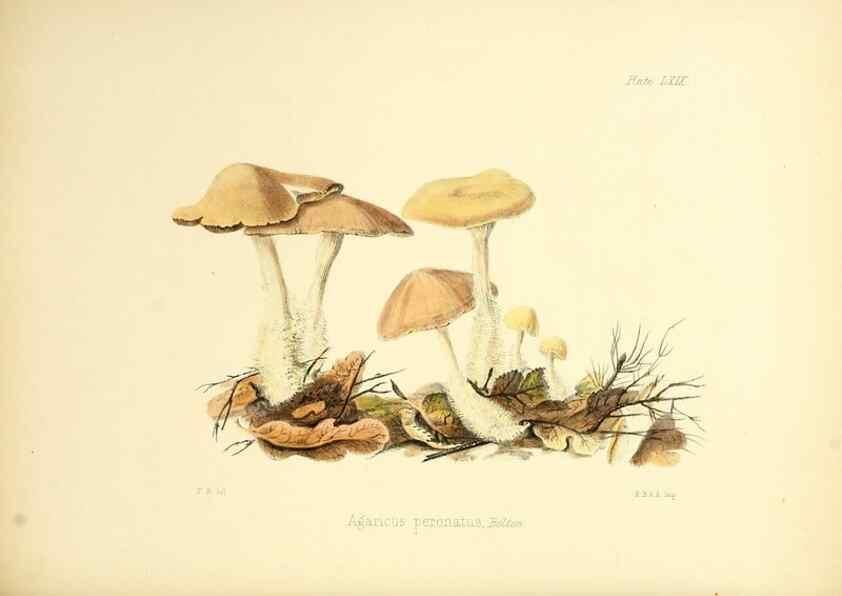 Reproducción/Reproduction 8618321113: Illustrations of British mycology,. London,Reeve, Benham and Reeve,1847-55.