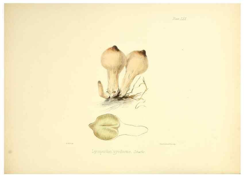 Reproducción/Reproduction 8619428144: Illustrations of British mycology,. London,Reeve, Benham and Reeve,1847-55.
