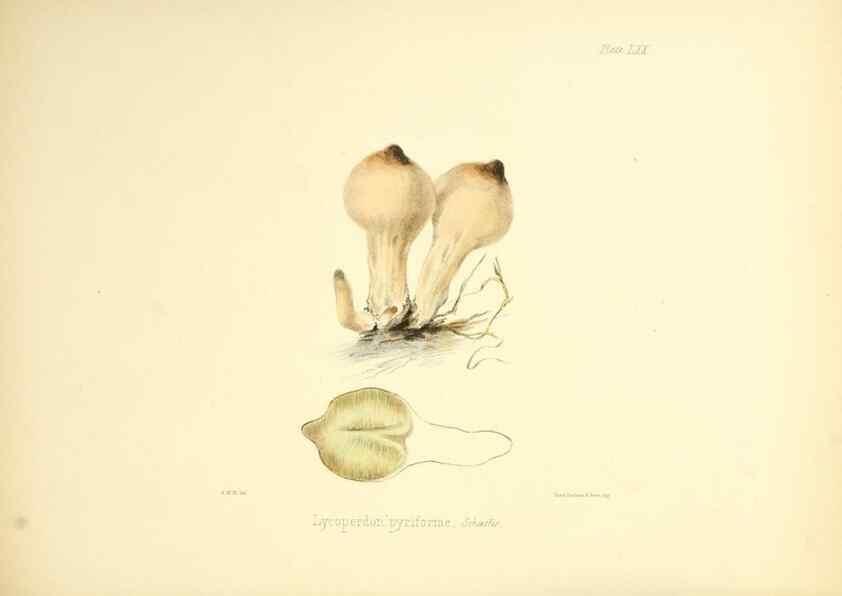 Reproducción/Reproduction 8619428144: Illustrations of British mycology,. London,Reeve, Benham and Reeve,1847-55.