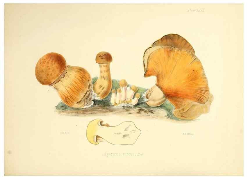 Reproducción/Reproduction 8618321793: Illustrations of British mycology,. London,Reeve, Benham and Reeve,1847-55.