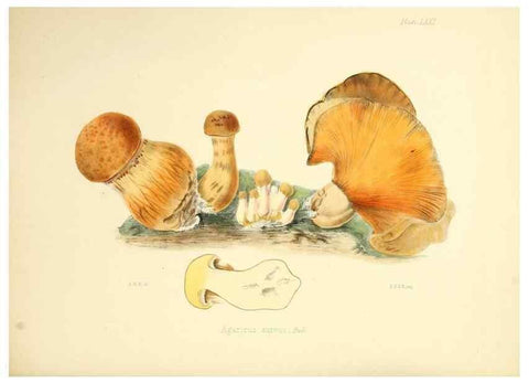 Reproducción/Reproduction 8618321793: Illustrations of British mycology,. London,Reeve, Benham and Reeve,1847-55.