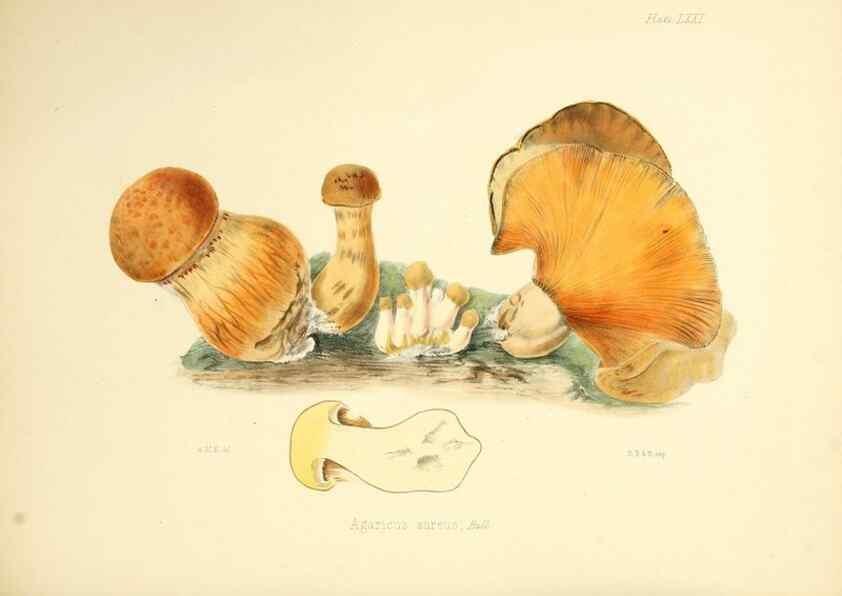 Reproducción/Reproduction 8618321793: Illustrations of British mycology,. London,Reeve, Benham and Reeve,1847-55.