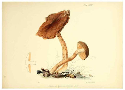 Reproducción/Reproduction 8619428922: Illustrations of British mycology,. London,Reeve, Benham and Reeve,1847-55.