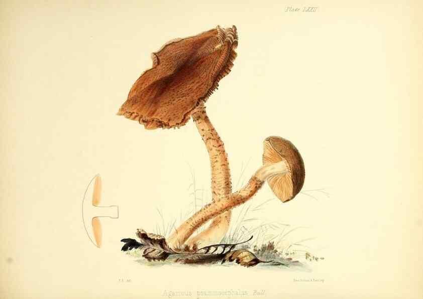 Reproducción/Reproduction 8619428922: Illustrations of British mycology,. London,Reeve, Benham and Reeve,1847-55.