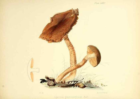 Reproducción/Reproduction 8619428922: Illustrations of British mycology,. London,Reeve, Benham and Reeve,1847-55.