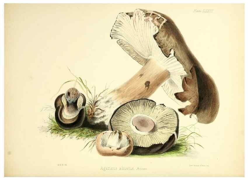 Reproducción/Reproduction 8619429328: Illustrations of British mycology,. London,Reeve, Benham and Reeve,1847-55.