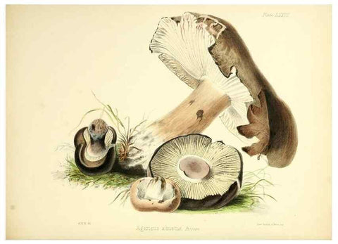 Reproducción/Reproduction 8619429328: Illustrations of British mycology,. London,Reeve, Benham and Reeve,1847-55.