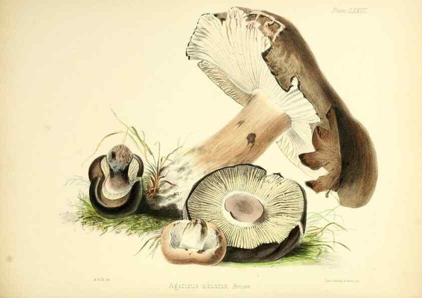 Reproducción/Reproduction 8619429328: Illustrations of British mycology,. London,Reeve, Benham and Reeve,1847-55.