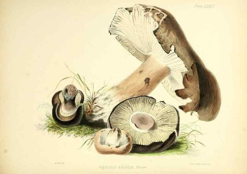 Reproducción/Reproduction 8619429328: Illustrations of British mycology,. London,Reeve, Benham and Reeve,1847-55.