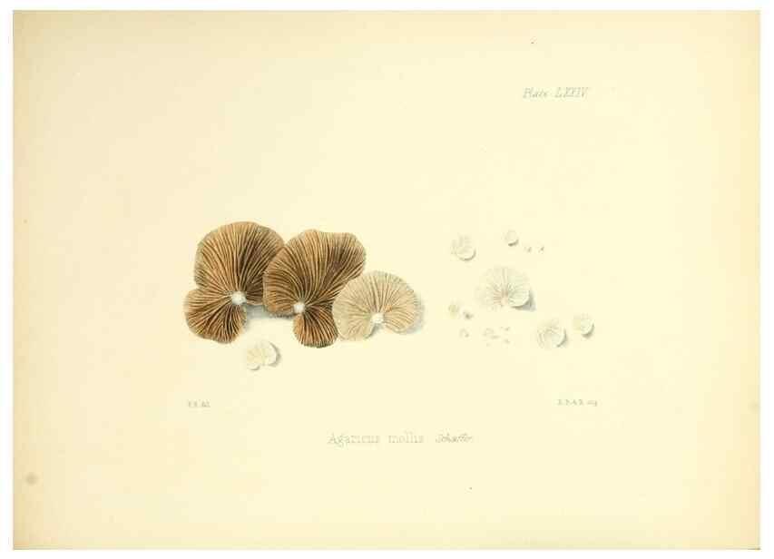 Reproducción/Reproduction 8619429590: Illustrations of British mycology,. London,Reeve, Benham and Reeve,1847-55.
