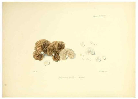 Reproducción/Reproduction 8619429590: Illustrations of British mycology,. London,Reeve, Benham and Reeve,1847-55.