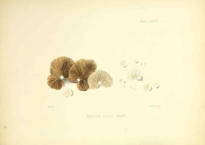 Reproducción/Reproduction 8619429590: Illustrations of British mycology,. London,Reeve, Benham and Reeve,1847-55.