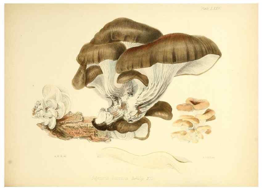 Reproducción/Reproduction 8618323005: Illustrations of British mycology,. London,Reeve, Benham and Reeve,1847-55.