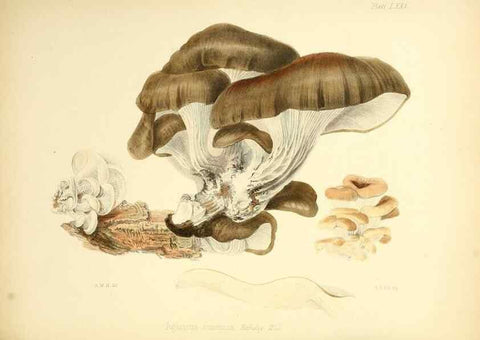 Reproducción/Reproduction 8618323005: Illustrations of British mycology,. London,Reeve, Benham and Reeve,1847-55.