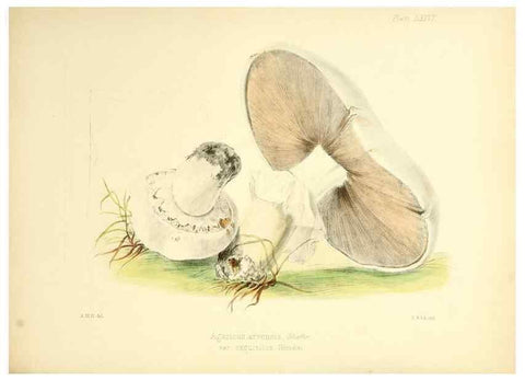 Reproducción/Reproduction 8618323319: Illustrations of British mycology,. London,Reeve, Benham and Reeve,1847-55.