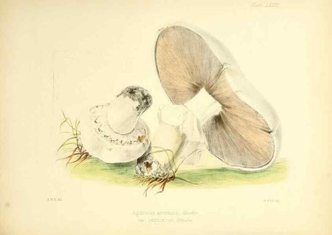 Reproducción/Reproduction 8618323319: Illustrations of British mycology,. London,Reeve, Benham and Reeve,1847-55.