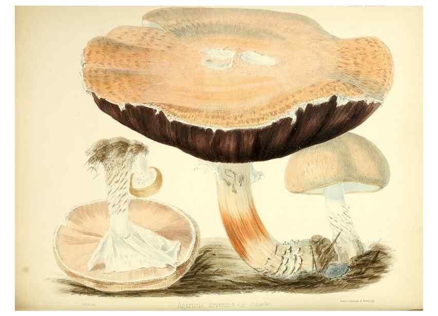 Reproducción/Reproduction 8618323671: Illustrations of British mycology,. London,Reeve, Benham and Reeve,1847-55.