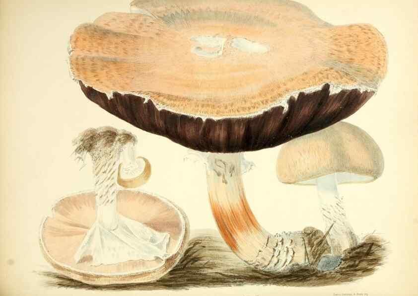 Reproducción/Reproduction 8618323671: Illustrations of British mycology,. London,Reeve, Benham and Reeve,1847-55.