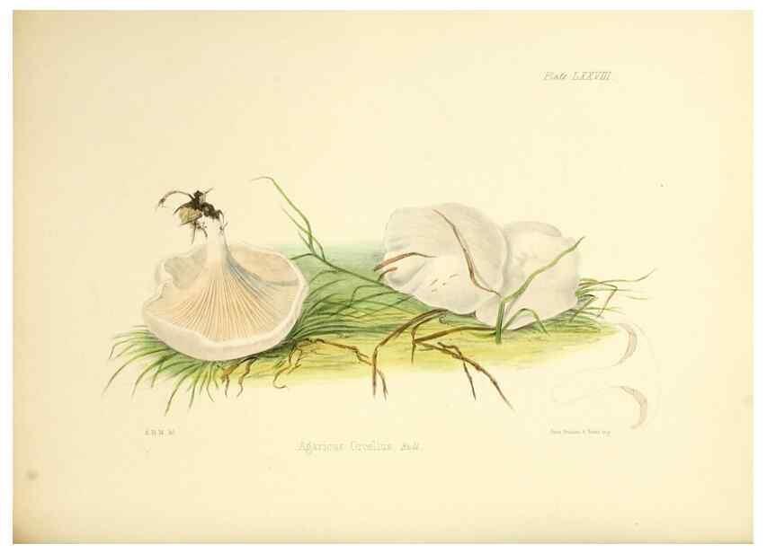 Reproducción/Reproduction 8618323931: Illustrations of British mycology,. London,Reeve, Benham and Reeve,1847-55.