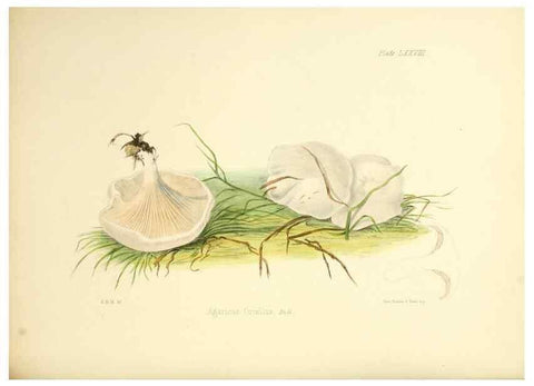 Reproducción/Reproduction 8618323931: Illustrations of British mycology,. London,Reeve, Benham and Reeve,1847-55.