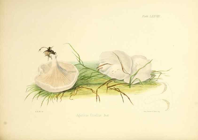 Reproducción/Reproduction 8618323931: Illustrations of British mycology,. London,Reeve, Benham and Reeve,1847-55.