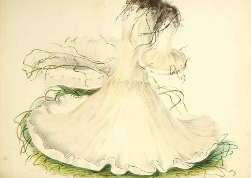 Reproducción/Reproduction 8618324193: Illustrations of British mycology,. London,Reeve, Benham and Reeve,1847-55.