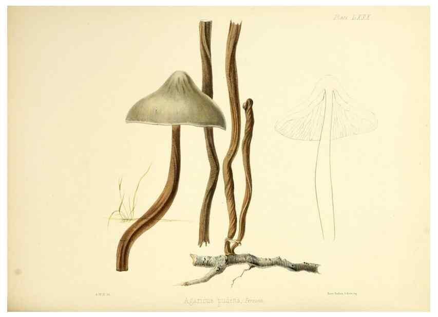 Reproducción/Reproduction 8618324423: Illustrations of British mycology,. London,Reeve, Benham and Reeve,1847-55.