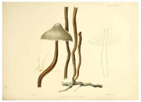 Reproducción/Reproduction 8618324423: Illustrations of British mycology,. London,Reeve, Benham and Reeve,1847-55.
