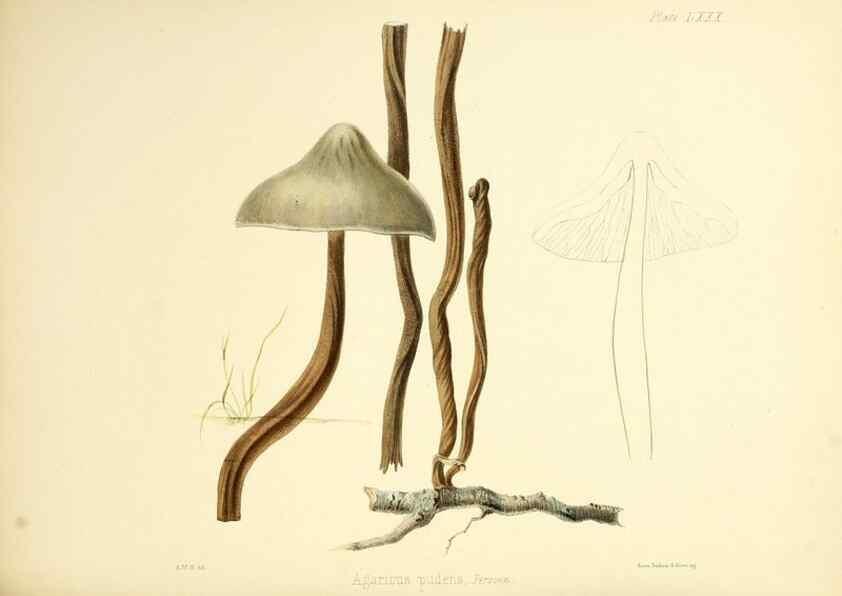 Reproducción/Reproduction 8618324423: Illustrations of British mycology,. London,Reeve, Benham and Reeve,1847-55.