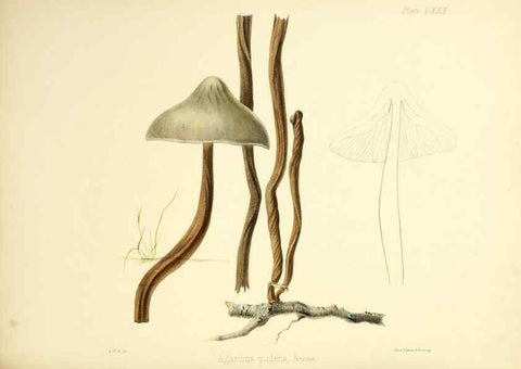 Reproducción/Reproduction 8618324423: Illustrations of British mycology,. London,Reeve, Benham and Reeve,1847-55.