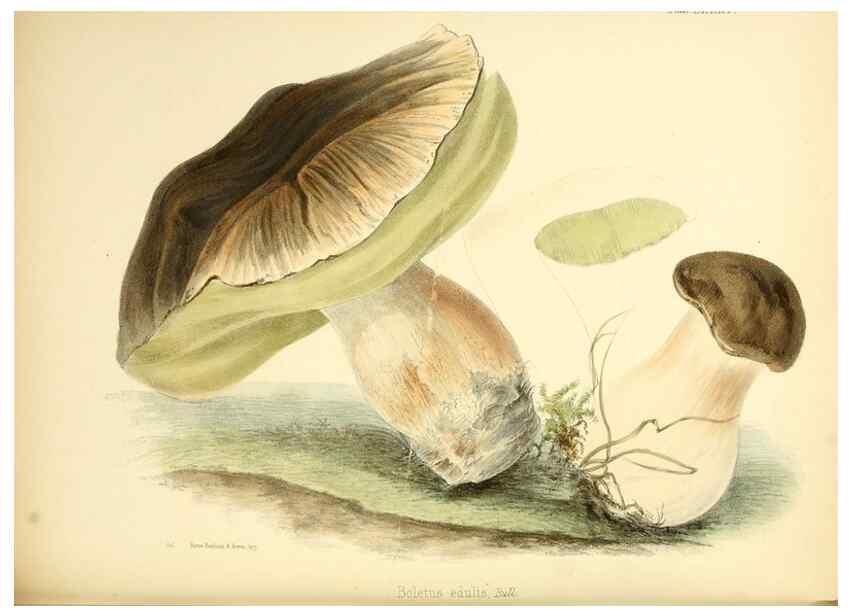 Reproducción/Reproduction 8619431708: Illustrations of British mycology,. London,Reeve, Benham and Reeve,1847-55.