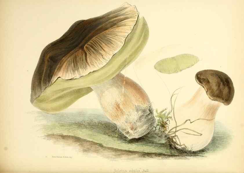 Reproducción/Reproduction 8619431708: Illustrations of British mycology,. London,Reeve, Benham and Reeve,1847-55.